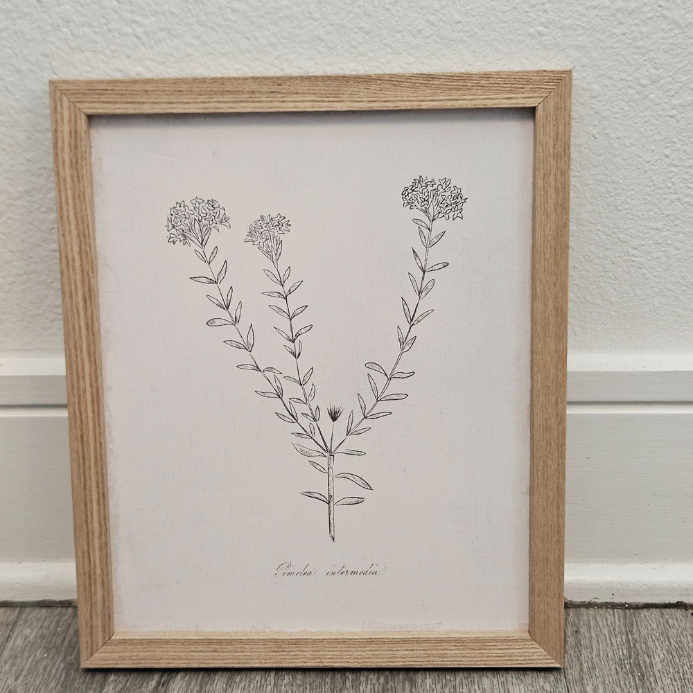 Pimelea Intermedia Framed Botanical Print Natural Wood Minimalist Wall Art 10x12